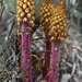 Woodland Pinedrops