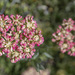 Sulphur Buckwheat