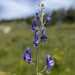 Monkshood