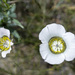 Mariposa Lilly