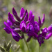 Locoweed
