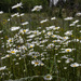 Chamomile