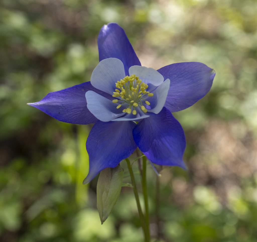 Colorado Columbine