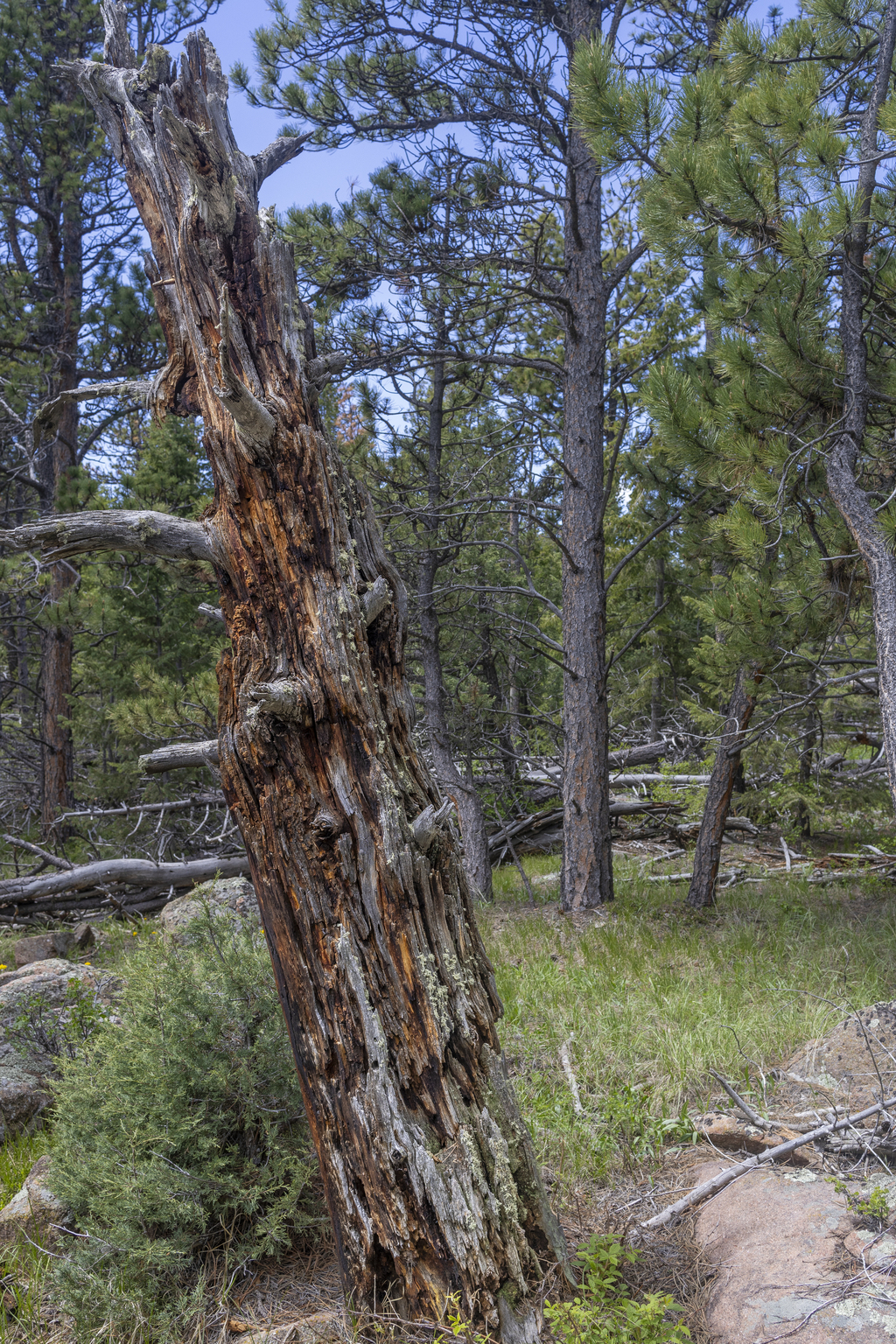 Rotting Tree