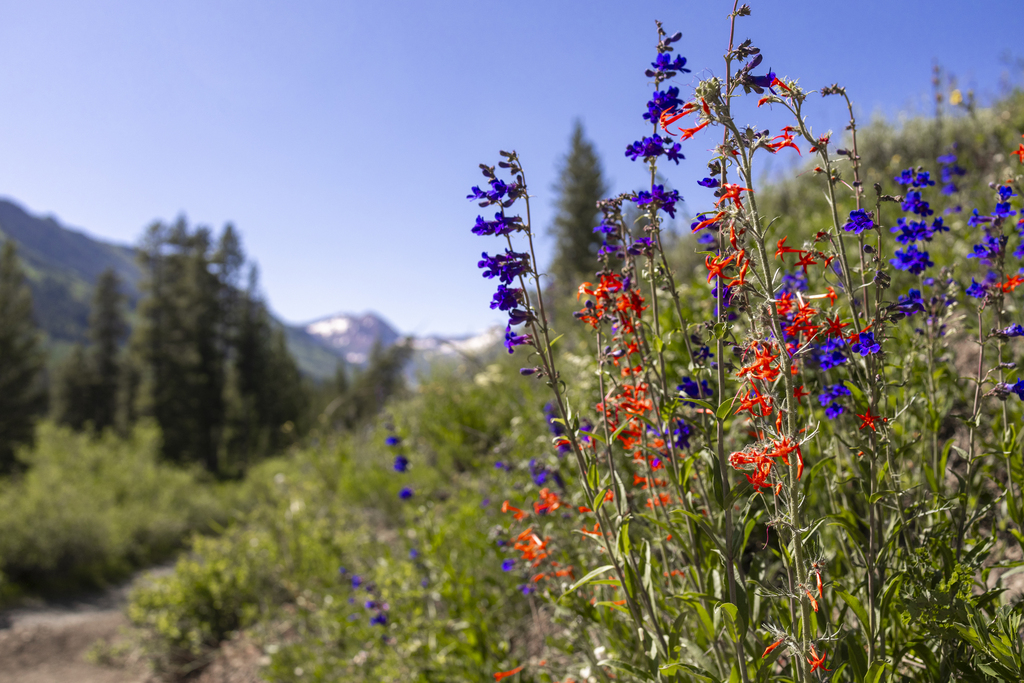 Scarlet Gilia With the Penstemon