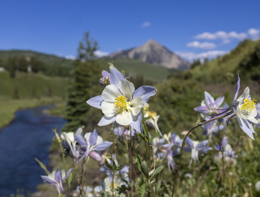Colorado Columbines