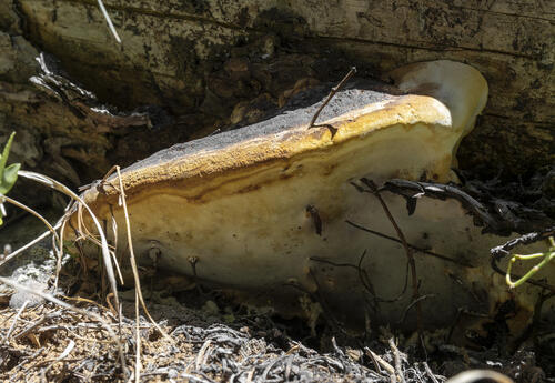 Fungal Growth