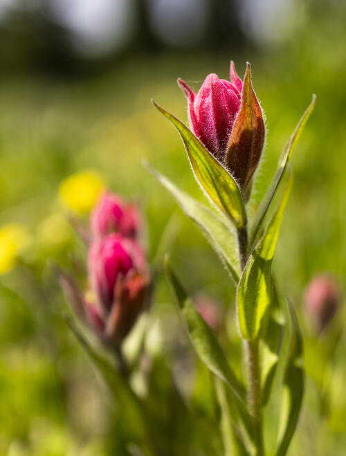 Pink Paintbrush