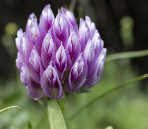 Parrys Clover