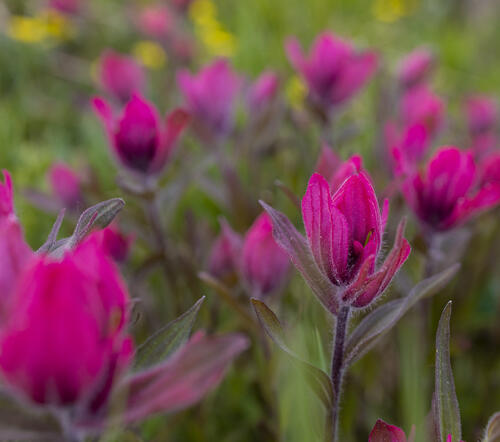 Paintbrush