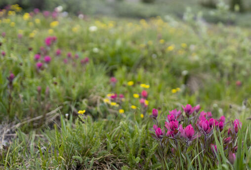 Field of Flowers