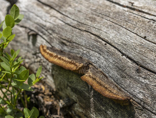 Shelf Mushroom
