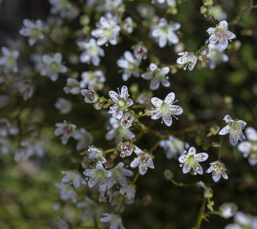 Mossy Saxifraga