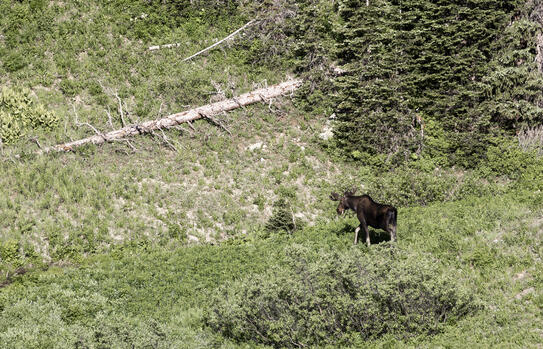 Another Moose Sighting