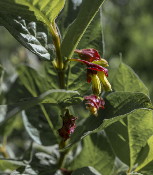 Twinberry Honeysuckle