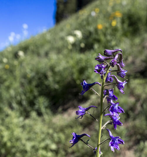 Larkspur