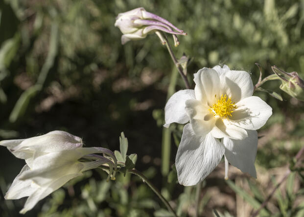 White Columbine