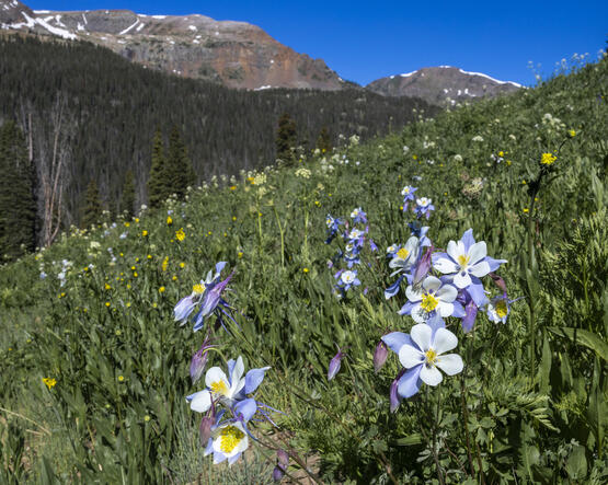 Colorado State Flower