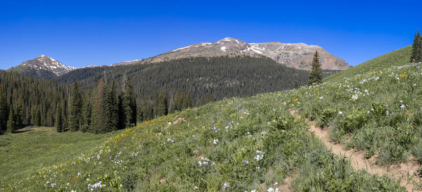 Fields of Flowers