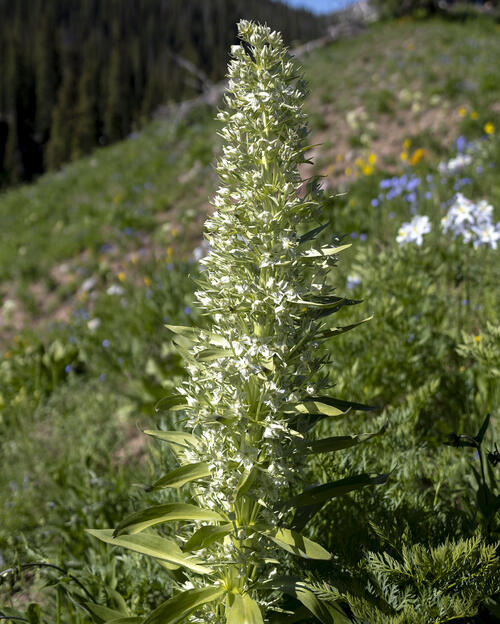 Monument Plant