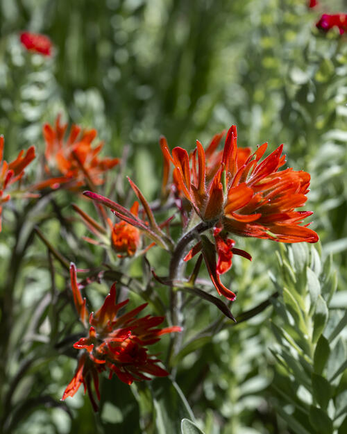 Paintbrush