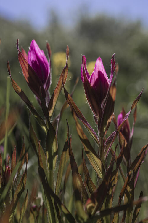 Pink Paintbrush