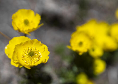 Buttercups