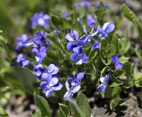 Wild Violets