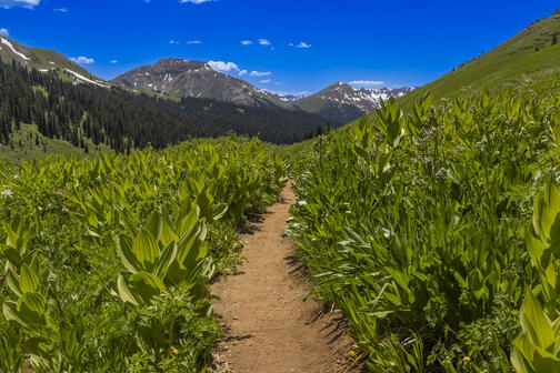 Dense Plants
