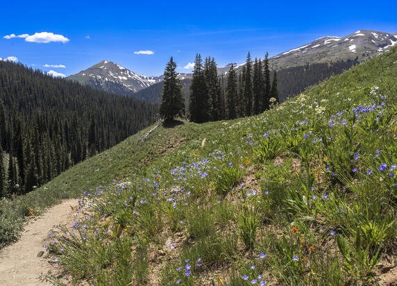 Hills of Flowers