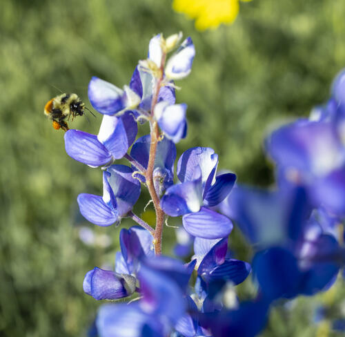 Bumble Bee and the Lupin