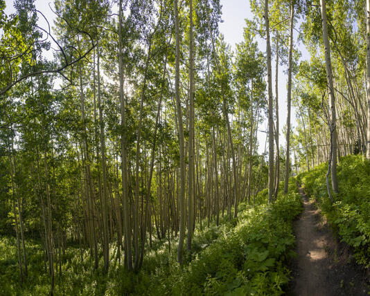 In the Aspens