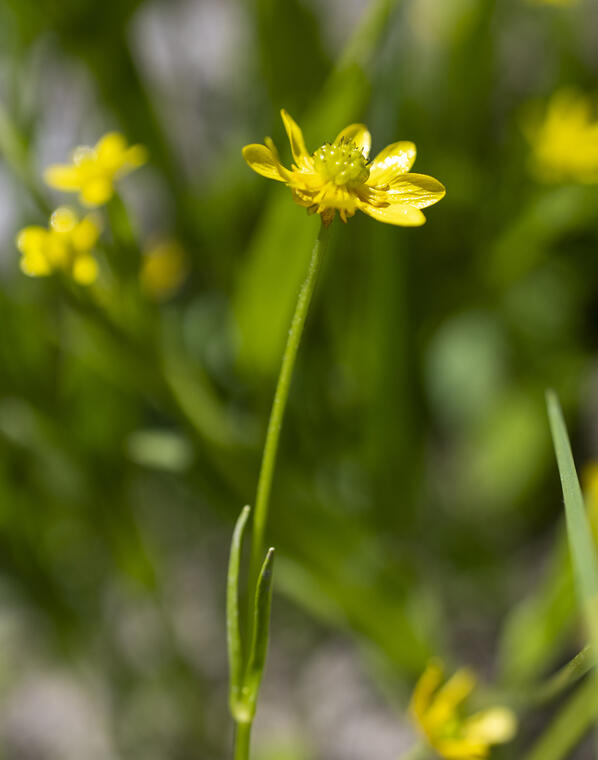 Buttercup