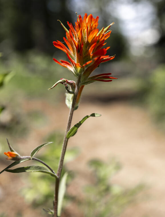 Red Paintbrush