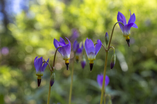 Cluster of Shooting Stars