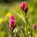 Pink Paintbrush