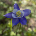 Colorado Columbine