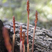 Spotted Coralroot Orchids