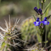 Skullcaps in the Cacti