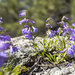 Growing out of the Rocks
