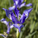Wild Iris