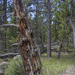 Rotting Tree