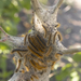 Tent Caterpillars 