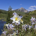 Colorado Columbines