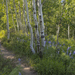 Lupin in the Aspens
