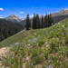 Hills of Flowers