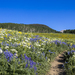 Dense Flowers