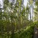 In the Aspens