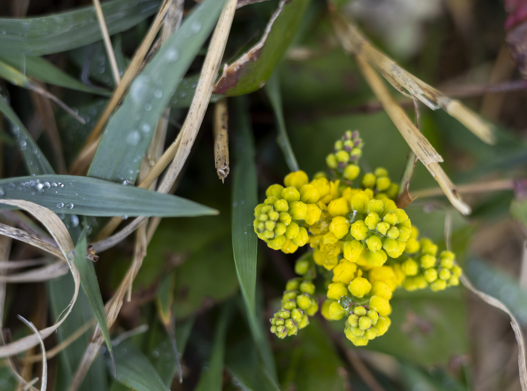 Creeping Oregon Grape