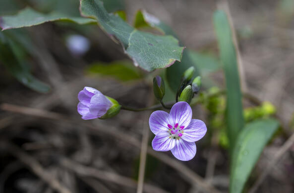 Spring Beauties